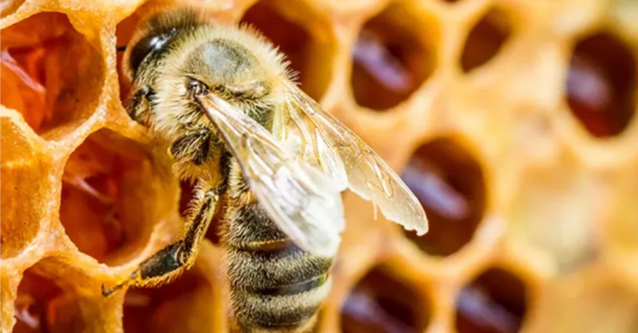 ニュージーランドで人気の「マヌカハニー」を紹介します 🍯🇳🇿